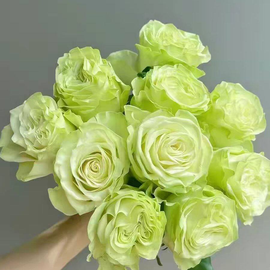 小乔绿色玫瑰花大苗盆栽新品切花月季花苗盆栽花瓣厚实阳台庭院