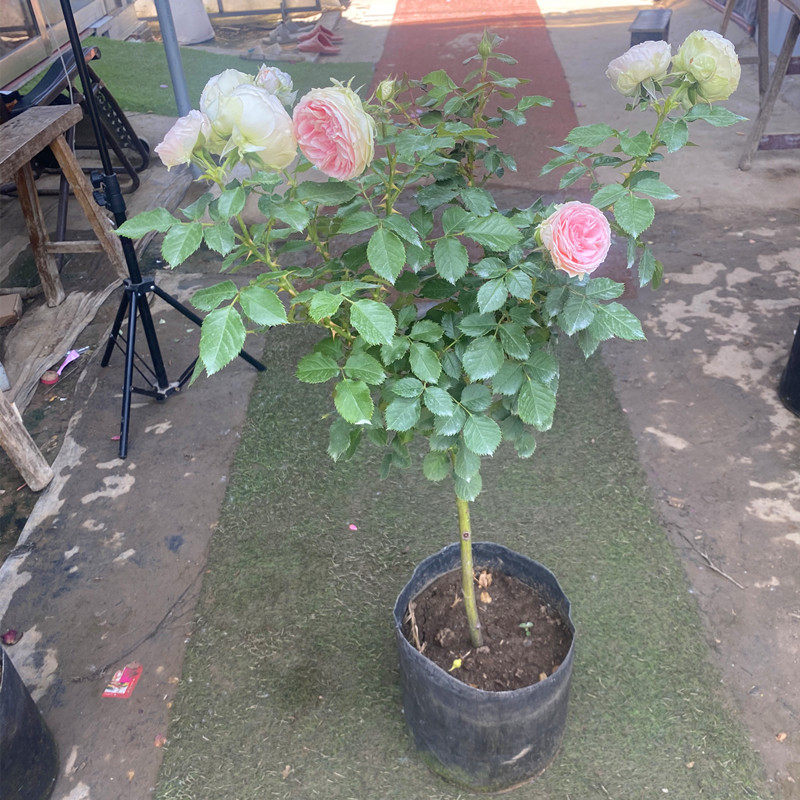 门廊绒球月季花苗树状月季树桩月季 棒棒糖树月庭院花卉植物