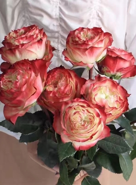 肯尼亚玫瑰花苗苹果杰克切花月季特大花浓香阳台多季开花卉植物