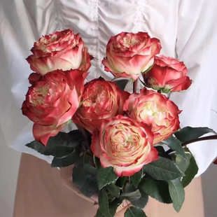 肯尼亚玫瑰花苗苹果杰克切花月季 开花卉植物 特大花浓香阳台多季