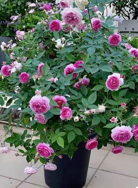 【玛姬婶婶】紫色微型浓香月季花苗 麻吉婶婶  多头勤花 多季开花