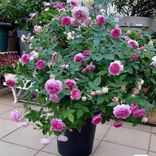 紫色微型月季花苗多季玛姬婶婶
