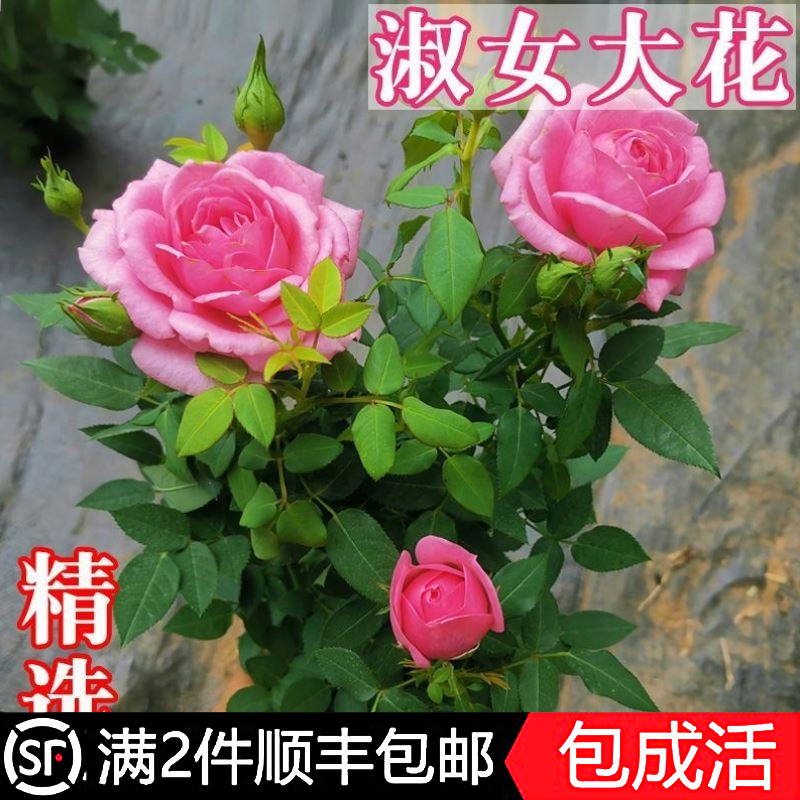 浓香型玫瑰月季大花型淑女玫瑰四季开花绿植花卉庭院