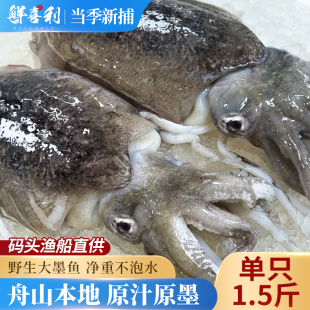 新鲜大墨鱼鲜活冷冻墨鱼仔超大生鲜水产海鲜乌贼目鱼整只舟山特产