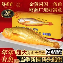 舟山大黄鱼礼盒装深海小黄花鱼鲜活冷冻生鲜海鲜海鱼新鲜水产商用