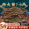 梭子蟹特大野生舟山大螃蟹新鲜冷冻肉蟹海鲜水产飞蟹白蟹公蟹顺丰