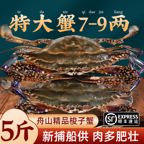 【5斤特大7-9两/只】新捕梭子蟹