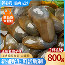 泥螺即食罐装 黄泥螺鲜活特大醉泥螺皇生腌舟山特产宁波鲜海螺无沙