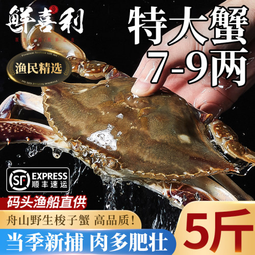 【5斤特大7-9两/只】舟山梭子蟹