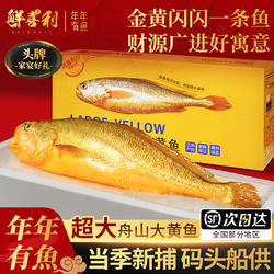 舟山大黄鱼礼盒装深海小黄花鱼鲜活冷冻生鲜海鲜海鱼新鲜水产商用