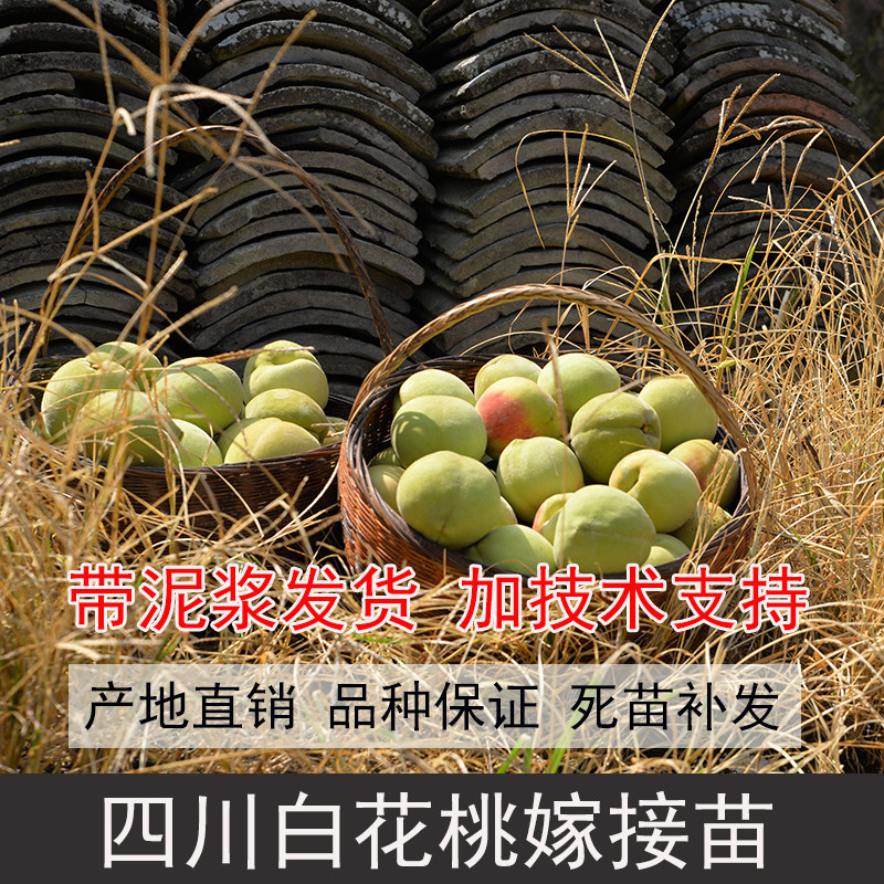 四川新鲜现挖白花桃树苗白花桃嫁