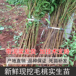 四川新鲜现挖毛桃苗桃树实生苗原生桃树苗直生毛桃苗实生桃树原苗