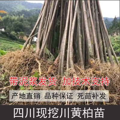 黄柏苗厚皮黄柏树苗中药材黄柏苗