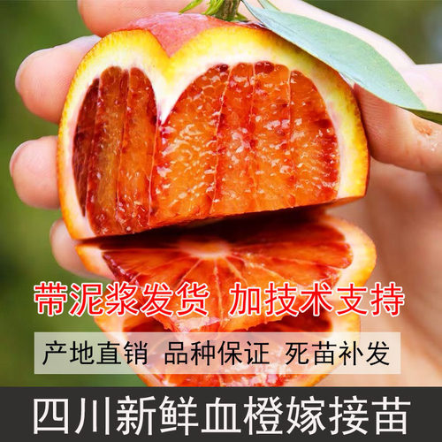 四川塔罗科血橙苗血橙树苗红橙苗橙子树苗血橙树嫁接血橙苗橙子树