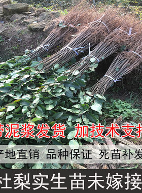 现挖杜梨棠梨苗实生棠梨苗杜梨苗