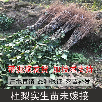 现挖杜梨棠梨苗实生棠梨苗杜梨苗