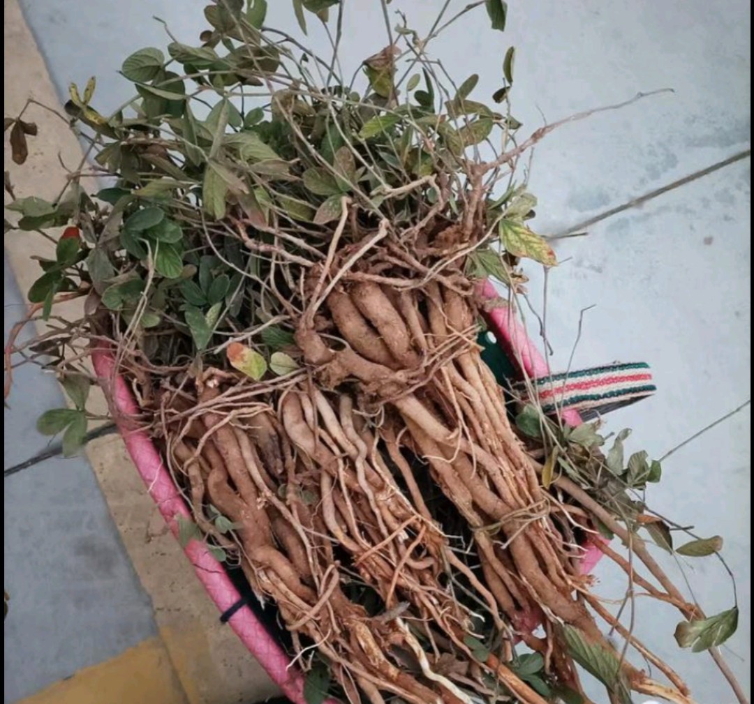 千斤拔鲜货小叶红皮白揉去风除湿通痹舒筋活络止痛腰腿痛中草药材