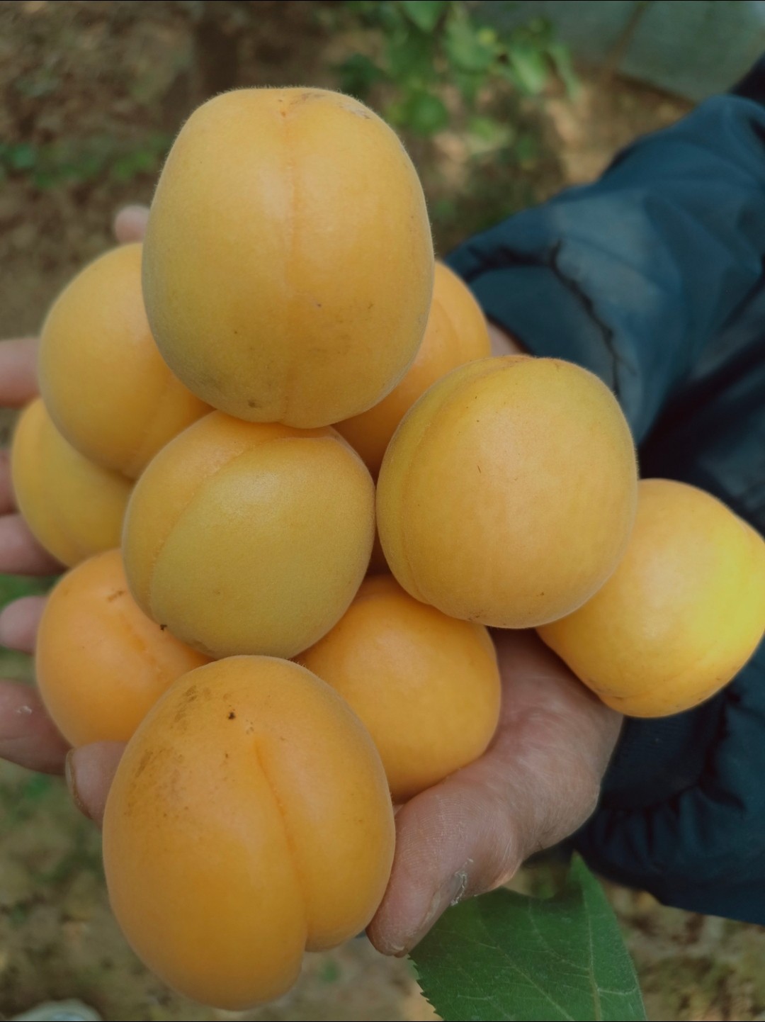 5斤包邮 陕西胭脂大黄红杏 酸甜可口多汁 新鲜应季水果 产地直销