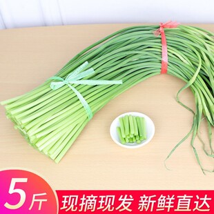 新鲜蒜苔蒜台蒜薹蒜毫大蒜苗应季耐储藏绿色蔬菜土特产特色农产品