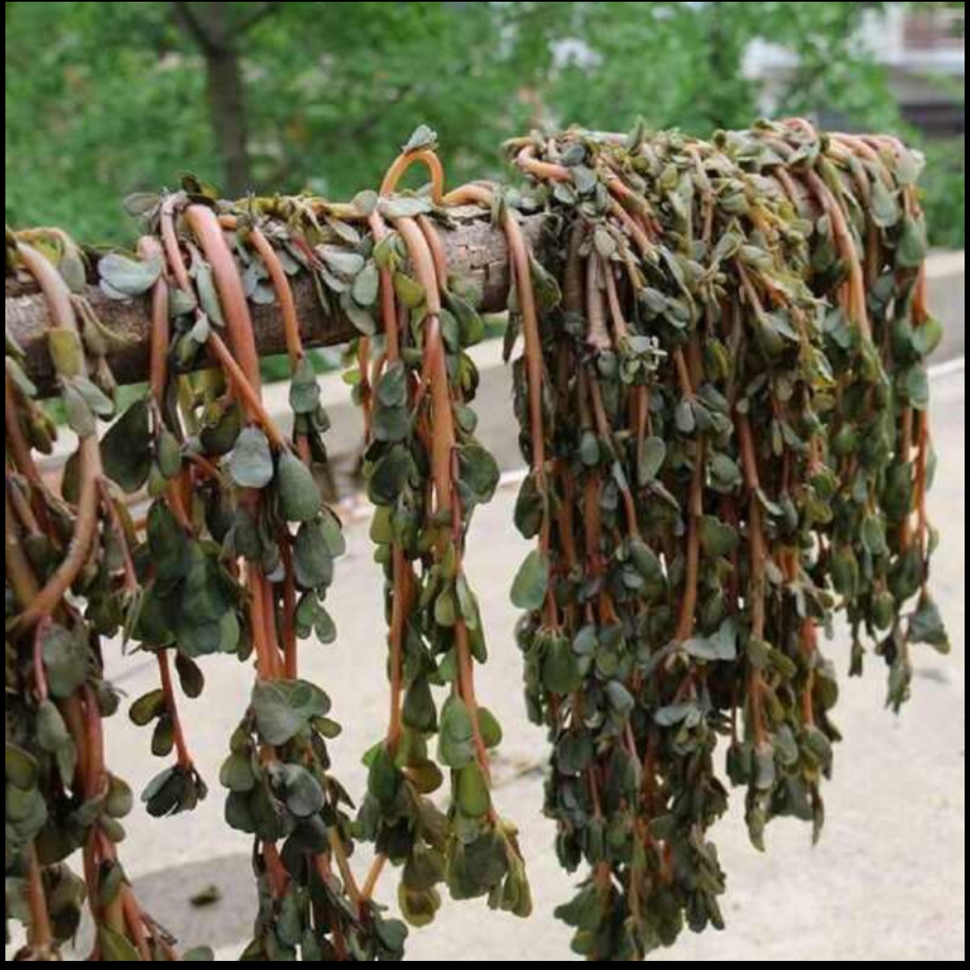 野生新鲜野菜马齿苋长命菜马蜂菜太阳花菜农家土特产脱水蔬菜干品