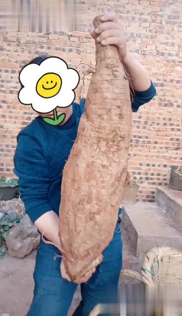 野生葛根粉片清解排热毒透疹美容养颜升阳止泄降高三食品中草药材