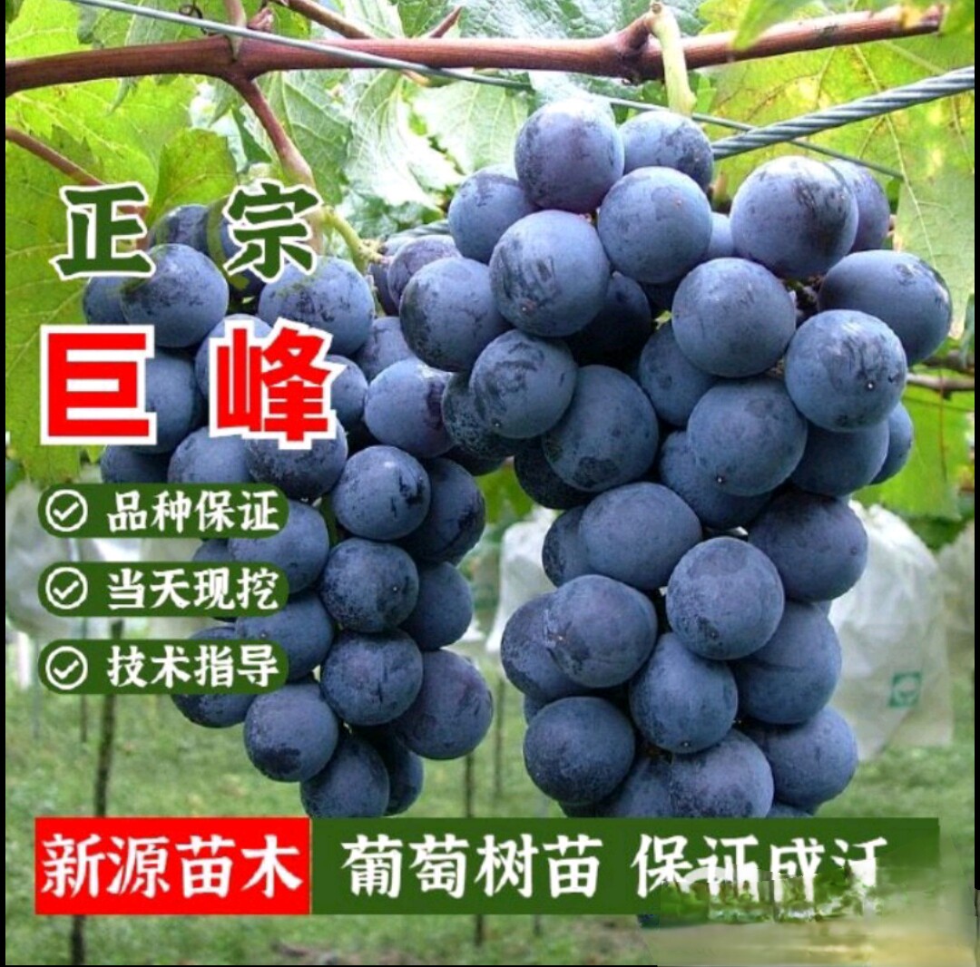 巨峰葡萄黑皇阳光玫瑰蓝钻宝石无核籽特甜花卉水果树苗种子盆栽