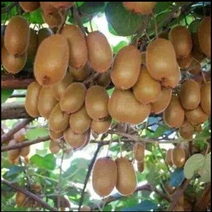 陕西周至特产地现摘现直发仿野生新鲜猕猴桃当季药食同源水果食品