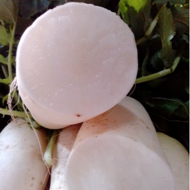 10斤包邮新鲜白萝卜胡清去热火煲炖汤腌制榨汁水果蔬菜火锅料食品,水产肉类/新鲜蔬果/熟食,萝卜/胡萝卜,淘宝优惠券,粉丝福利购,淘宝优惠卷