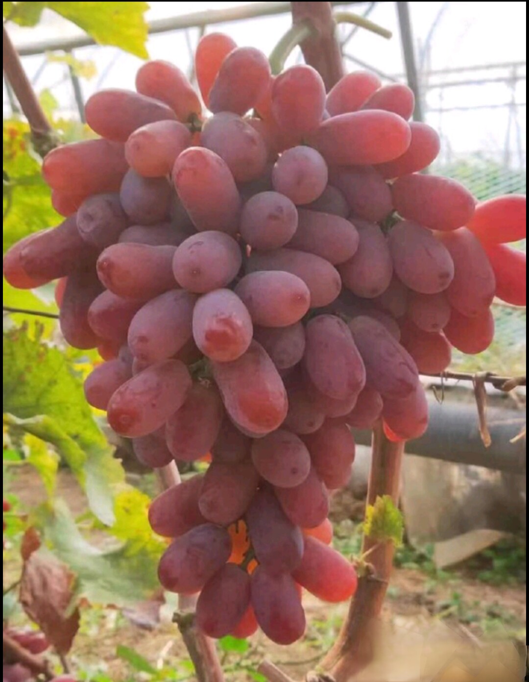无籽核葡萄提子苗巨峰黑皇阳光玫瑰蓝钻宝石花卉水果树种子盆栽