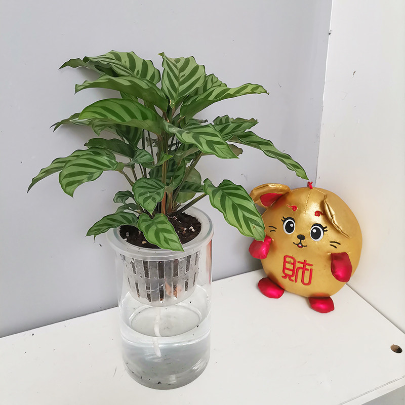 翠叶竹芋水培植物室内好养小盆栽
