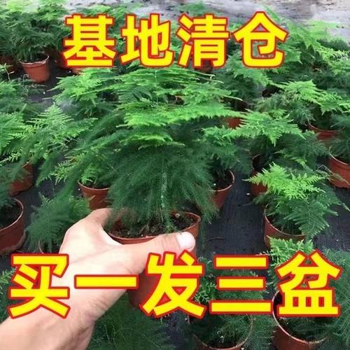 四季常青懒人好养活文竹绿植盆栽