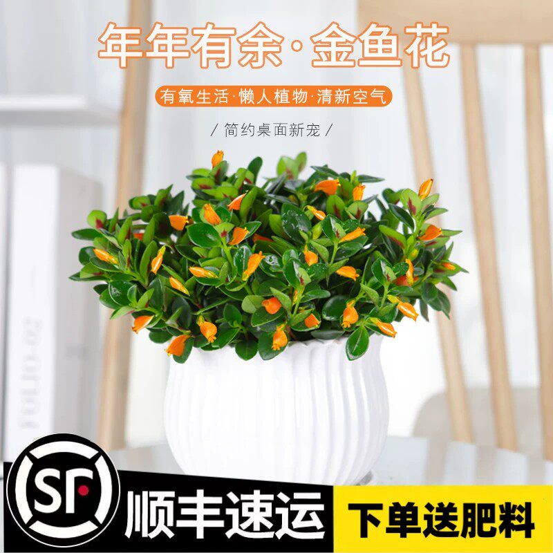 金鱼吊兰盆栽四季观花植物金鱼花室内客厅观花植物豆瓣绿四季常青图片