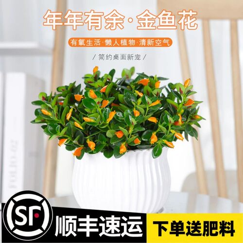 金鱼吊兰盆栽四季观花植物金鱼花室内客厅观花植物豆瓣绿四季常青
