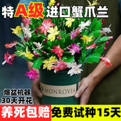 新品 重瓣蟹爪兰盆栽带花苞耐寒花卉大全室内阳台植物易活四季 开花