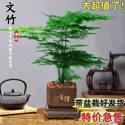 文竹盆栽桌面小盆景带盆载好常青