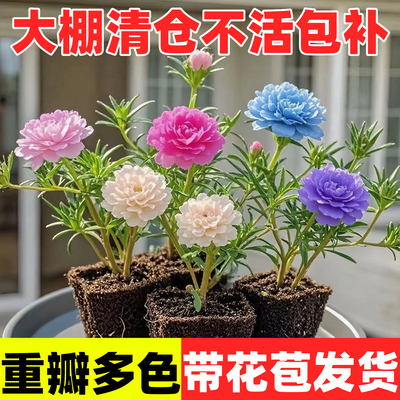 重瓣太阳花苗多色带根带花苞发货