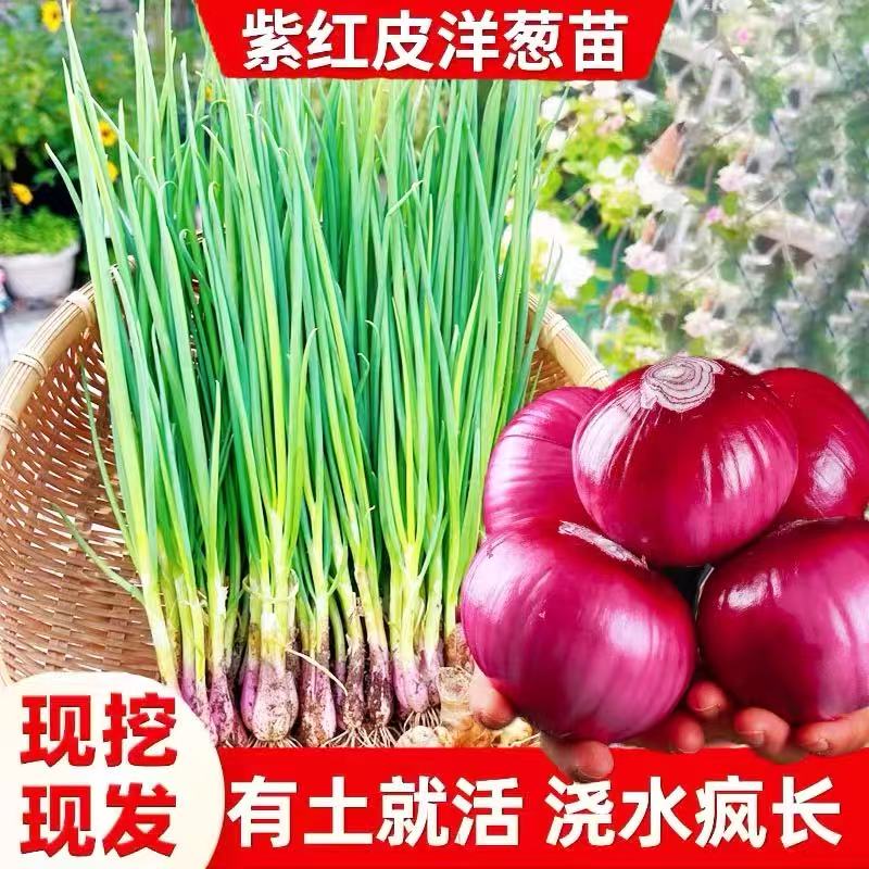 山东水果紫皮洋葱苗秧苗带根老品种红皮特大圆洋葱种植苗耐寒本地