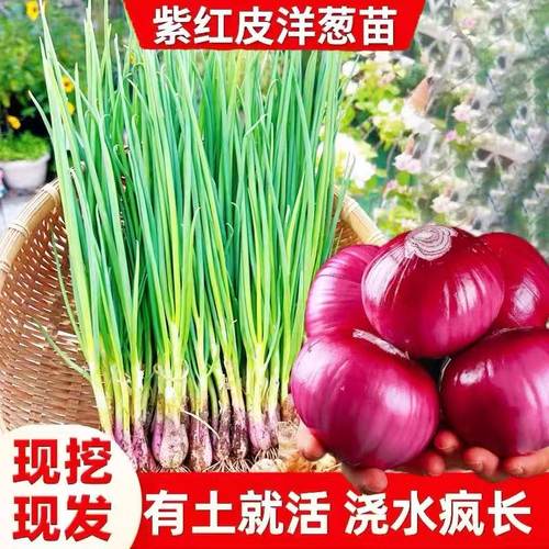 【四季高产】水果紫皮耐寒洋葱苗