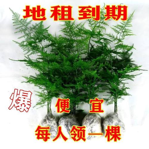 四季常青好养文竹室内桌面盆栽