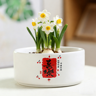 水培花盆水仙花陶瓷金钱草睡莲一叶莲中大号无孔桌面装饰带托盘