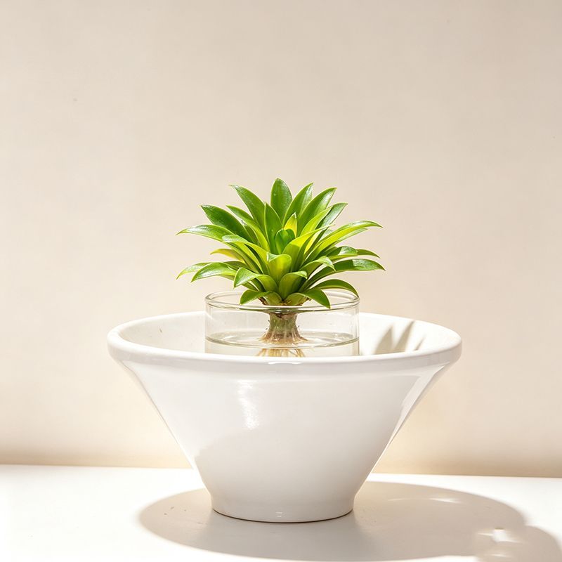 水培无孔花盆苔藓球铜钱草斗笠青花蕨类花盆高脚米竹专用桌面装饰