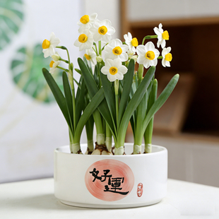 水培花盆陶瓷水仙花金钱草中大号无孔睡莲桌面装饰带托盘一叶莲