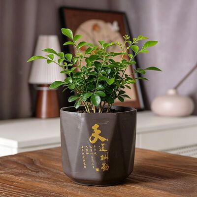 紫砂绿植盆带孔陶瓷盆景菱形古典吊兰虎皮兰盆栽带托盘景观盆
