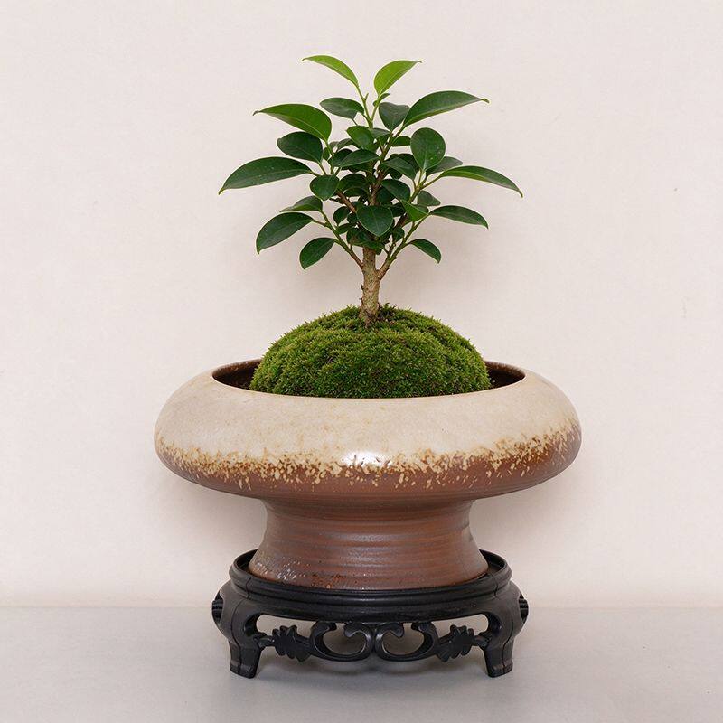 苔藓球专用托盘花盆陶瓷无孔桌面简约器皿米竹绿植水培室内造景