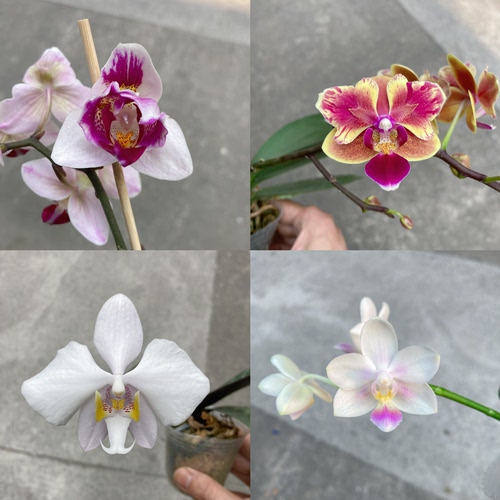 大仙兰园佛山店  台湾蝴蝶兰花后苗链接2