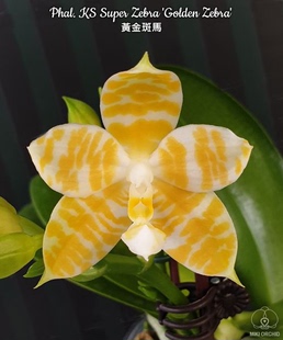 大仙兰园佛园  台湾美琪原生蝴蝶兰 趣味蝶 黄金斑马花牌四月份补