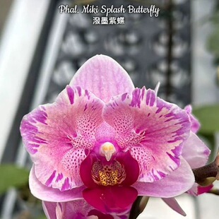 大仙兰园佛山店   台湾美琪 变异蝴蝶兰 泼墨紫蝶第二名两眼