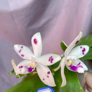 道友兰花 台湾育馨兰园 原生蝶 趣味蝶  玫瑰紫斑盾花蝴蝶兰