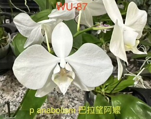 大仙兰园佛山店 台湾吴静兰园 巴拉望阿嬷2.5寸带花剑