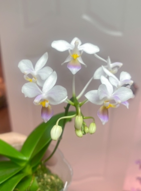 大仙兰园佛山店 台湾育馨兰园 姬蝴蝶兰 蓝唇EQ